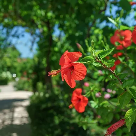 Apartman Nostro Palazzo *